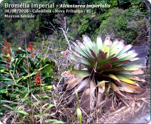bromelia
