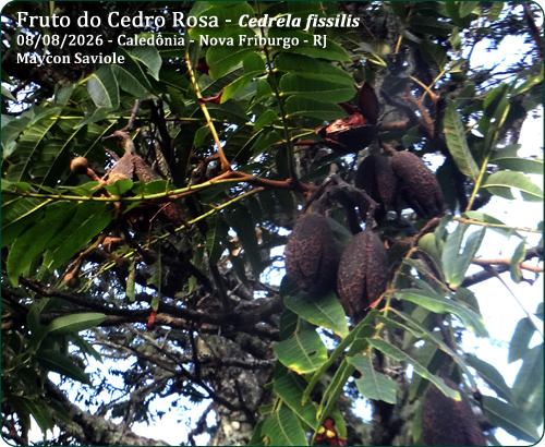 cedro
